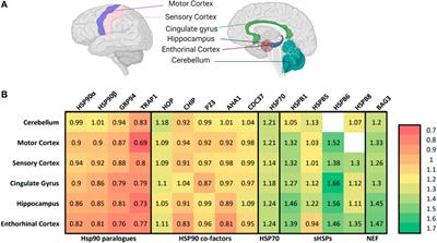 The Mitochondrial Hsp90 TRAP1 and Alzheimer’s Disease